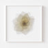 White Rose Flower - Art Print